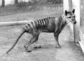 /album/hagamos-algo/tilacino-tigre-de-tasmania-jpg1/